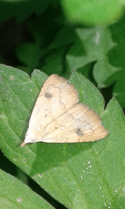 Rivula sericealis (Erebidae)?  S